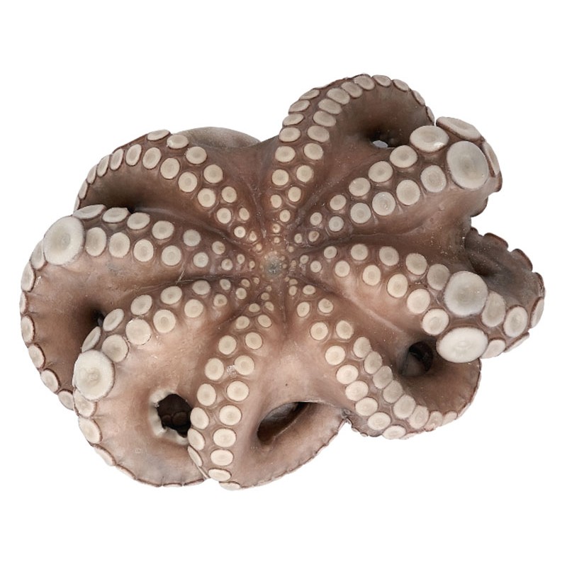 octopus-t2-3kg-4kg
